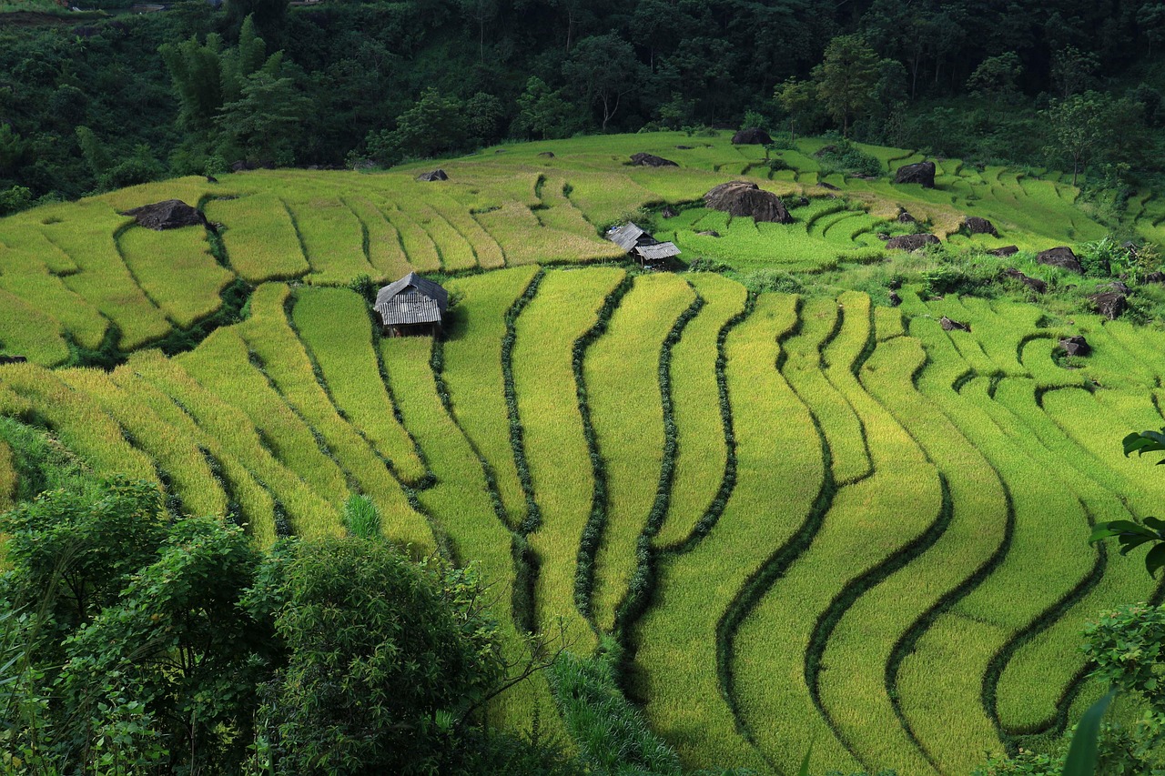landscape, terraced fields, vietnam, vietnam rice, field, vietnam landscape, vietnam, vietnam, vietnam, vietnam, vietnam-5104510.jpg
